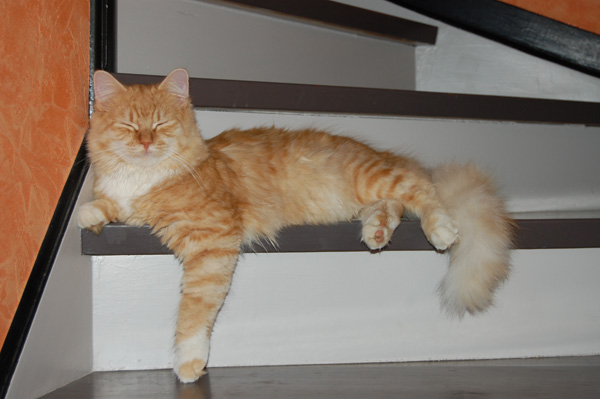 typisch Barbarossa.jpg